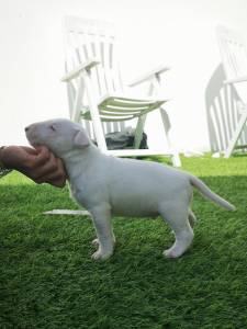 Bull terrier