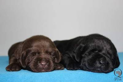 Labrador Retriever Castanhos e Pretos