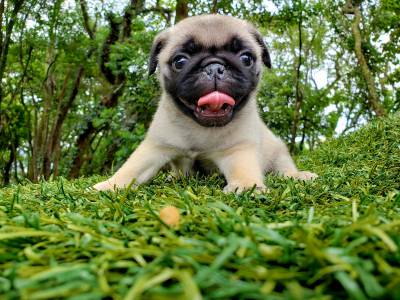 Pug