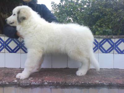 Cachorros Montanha dos Pirinus