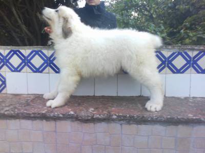 Cachorros Montanha dos Pirinus