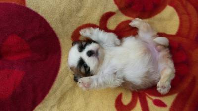 Lhasa Apso lindos filhotes disponveis