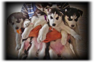 Filhotes de Husky Siberiano