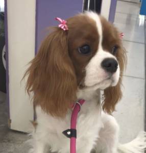 Filhotes de Cavalier king charles spaniel com pedigree cbkc