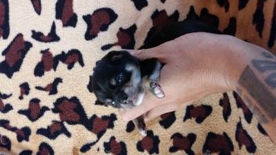 Chihuahua pelo curto lindos filhotes porte bem pequeno