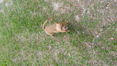 Chihuahua pelo curto lindos filhotes porte bem pequeno