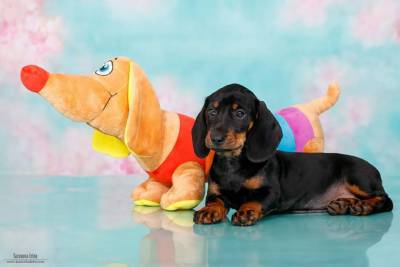 DACHSHUND TECKEL PELO CURTO