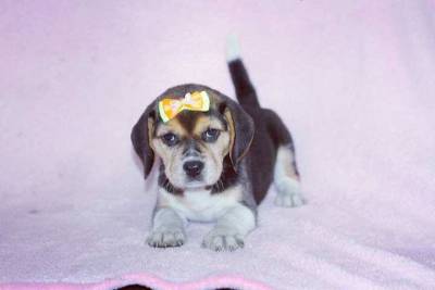 Beagle Femea