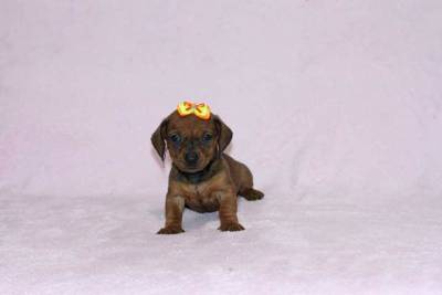 Daschund Femea