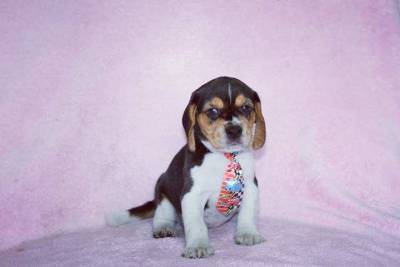 Filhotes de Beagle Macho