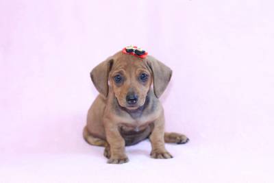 Basset Teckel Daschund
