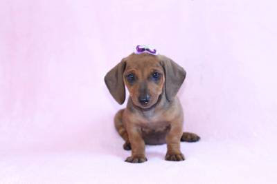 Basset Teckel Daschund