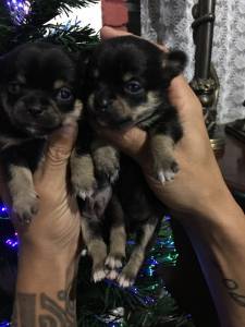 Chihuahua pelo curto lindos filhotes porte bem pequeno