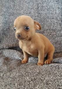 Chihuahua lindos filhotes disponveis