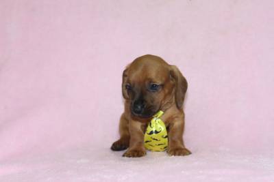 Basset douraros macho e femea