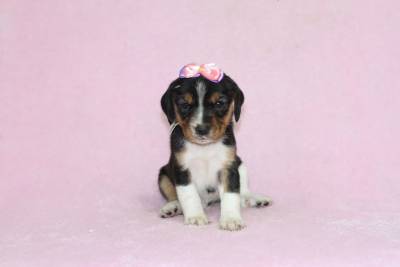 Beagle Bicolor e Tricolor