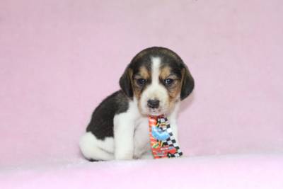 Beagle Bicolor e Tricolor