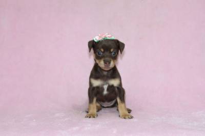 Pinscher Miniatura Chocolate