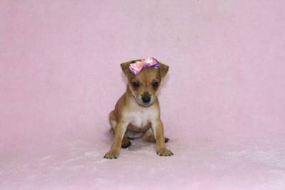 Pinscher Miniatura