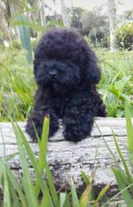 Poodle Toy preto lindos filhotes disponveis com pedigree