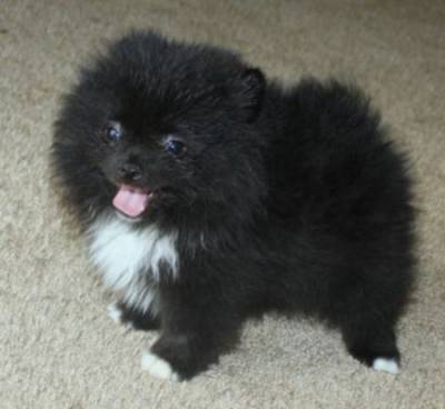 Spitz Ano Pomerania 