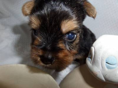 YORKSHIRE TERRIER - MINI