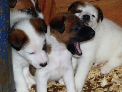 Ninhada Fox Terrier Plo Liso