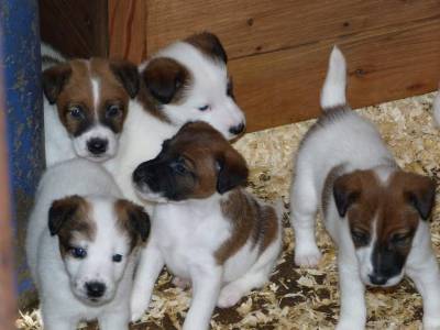 Ninhada Fox Terrier Plo Liso