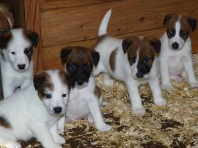 Ninhada Fox Terrier Plo Liso