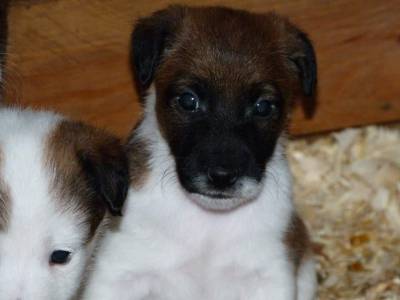 Ninhada Fox Terrier Plo Liso