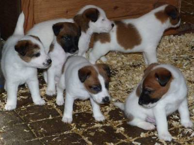 Ninhada Fox Terrier Plo Liso