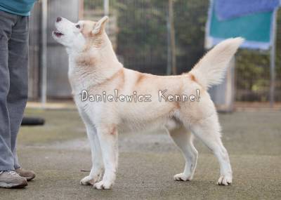 Husky Siberiano - Danielewicz kennel