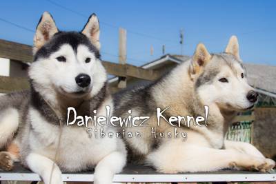 Husky Siberiano - Danielewicz kennel