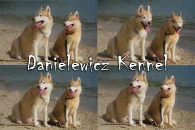 Husky Siberiano - Danielewicz kennel