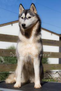 Husky Siberiano - Danielewicz kennel