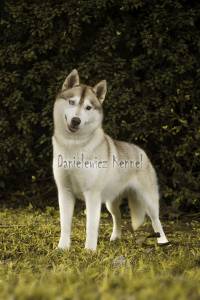 Husky Siberiano - Danielewicz kennel