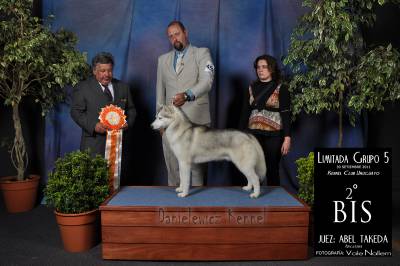 Husky Siberiano - Danielewicz kennel