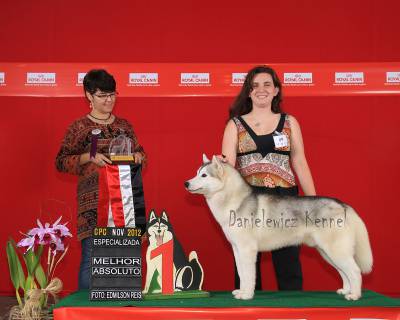 Husky Siberiano - Danielewicz kennel