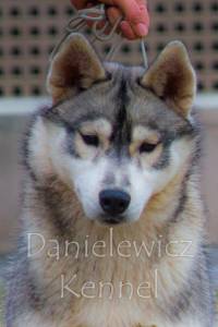 Husky Siberiano - Danielewicz kennel