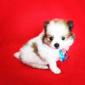 Lulu da Pomerania Baby Face Lulu da Pomerania Baby Face