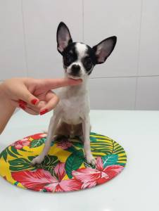 CHIHUAHUAS MACHOS DISPONVEIS