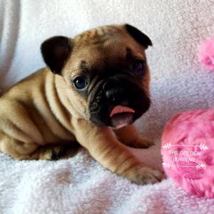 Bulldog francs fawn fmea com lop e afixo