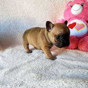 Bulldog francs fawn fmea com lop e afixo