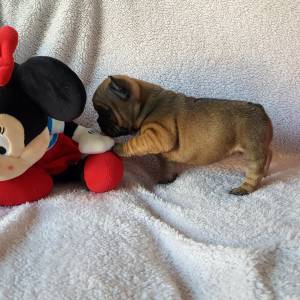 Bulldog francs fawn fmea com lop e afixo