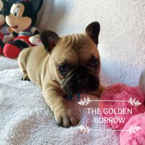 Bulldog francs fawn fmea com lop e afixo