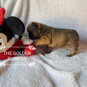 Bulldog francs fawn fmea com lop e afixo