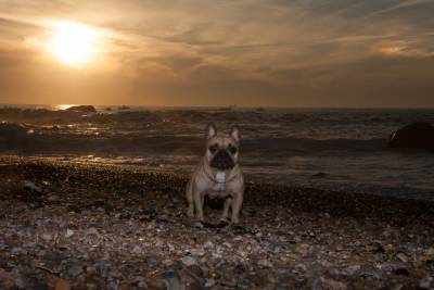 Bulldog francs fawn fmea com lop e afixo