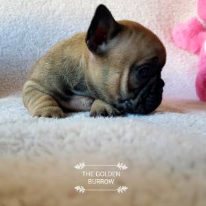 Bulldog francs fawn fmea com lop e afixo