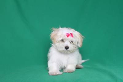 Maltês fêmea Clearance