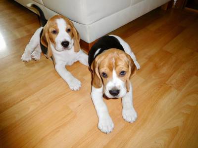 Filhotes de Beagle